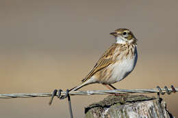 Image de Pipit austral