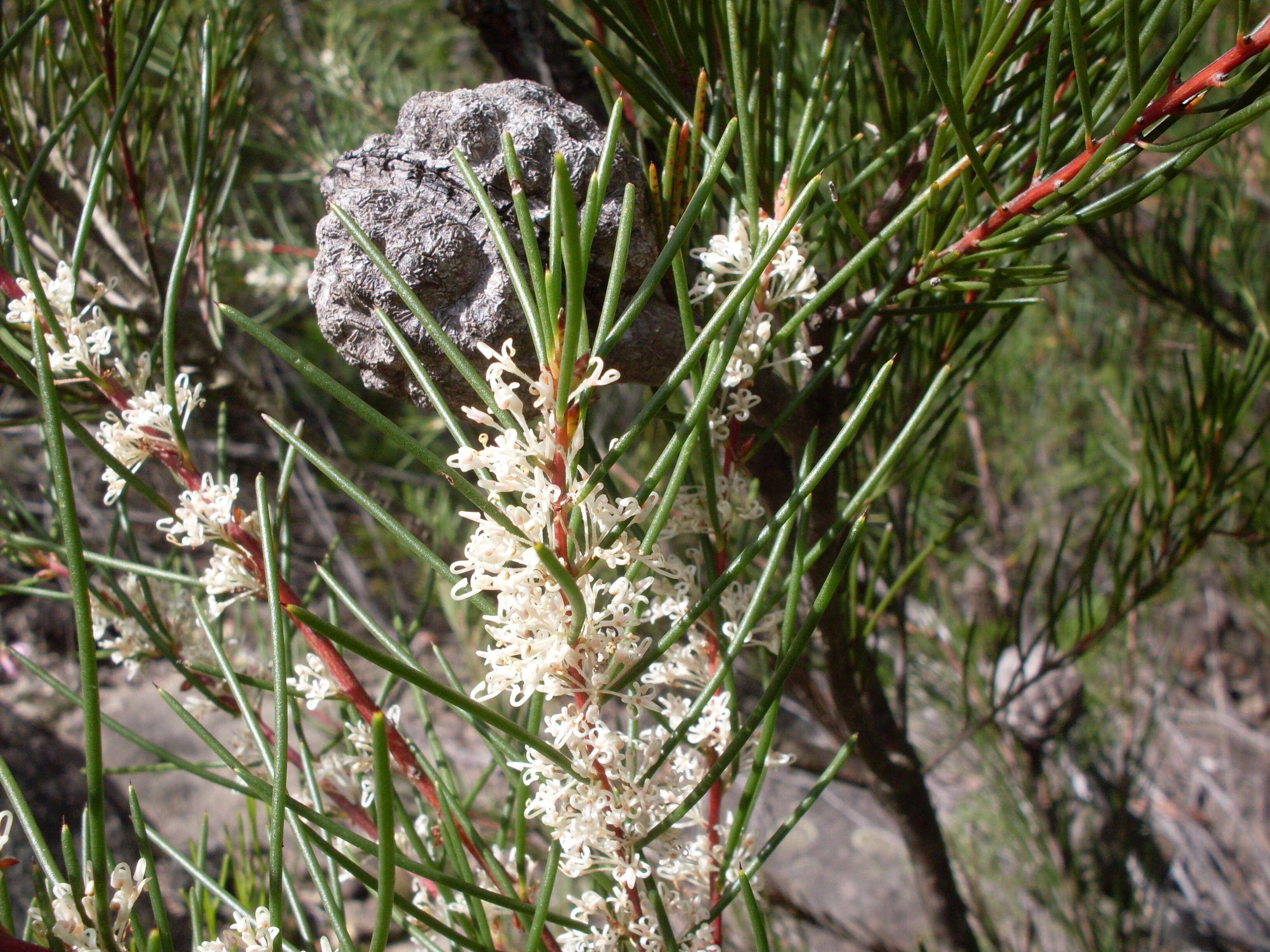 Image of Hakea propinqua A. Cunn.