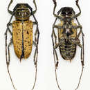 Image of Prosopocera (Hierogyna) argus (Thomson 1868)