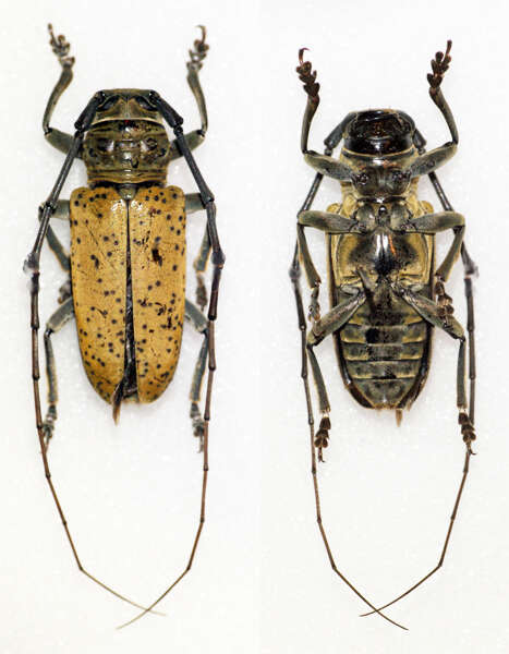 Image of Prosopocera (Hierogyna) argus (Thomson 1868)