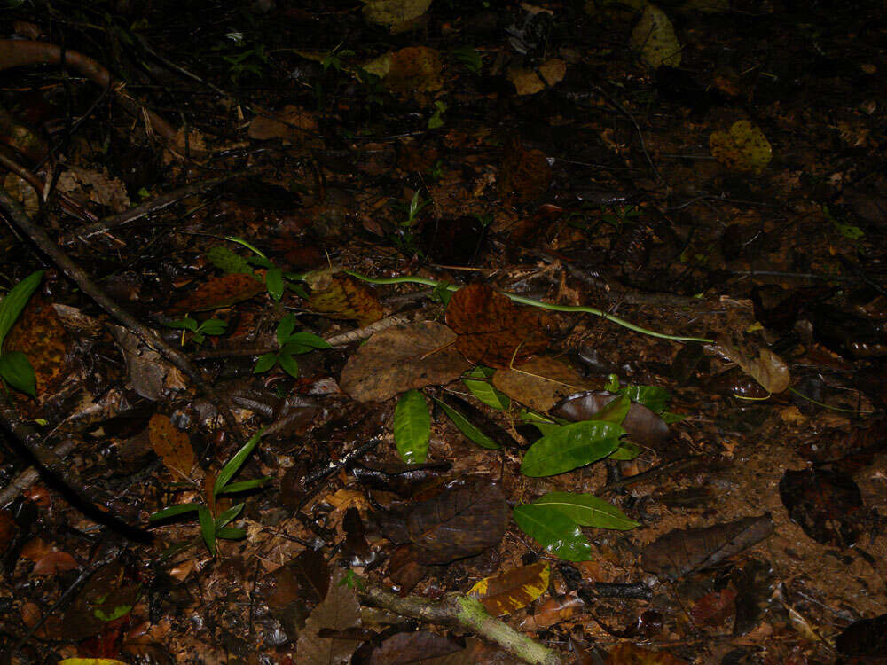 Image of Cope's Parrot Snake