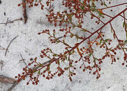 Image of rock rose family