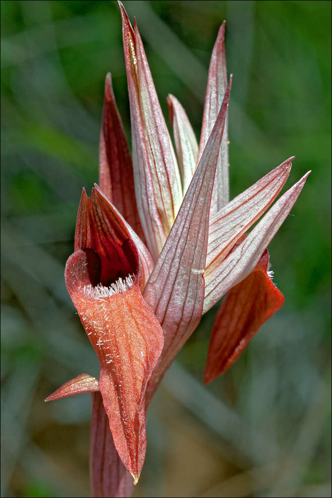 Image of Neglected Serapias