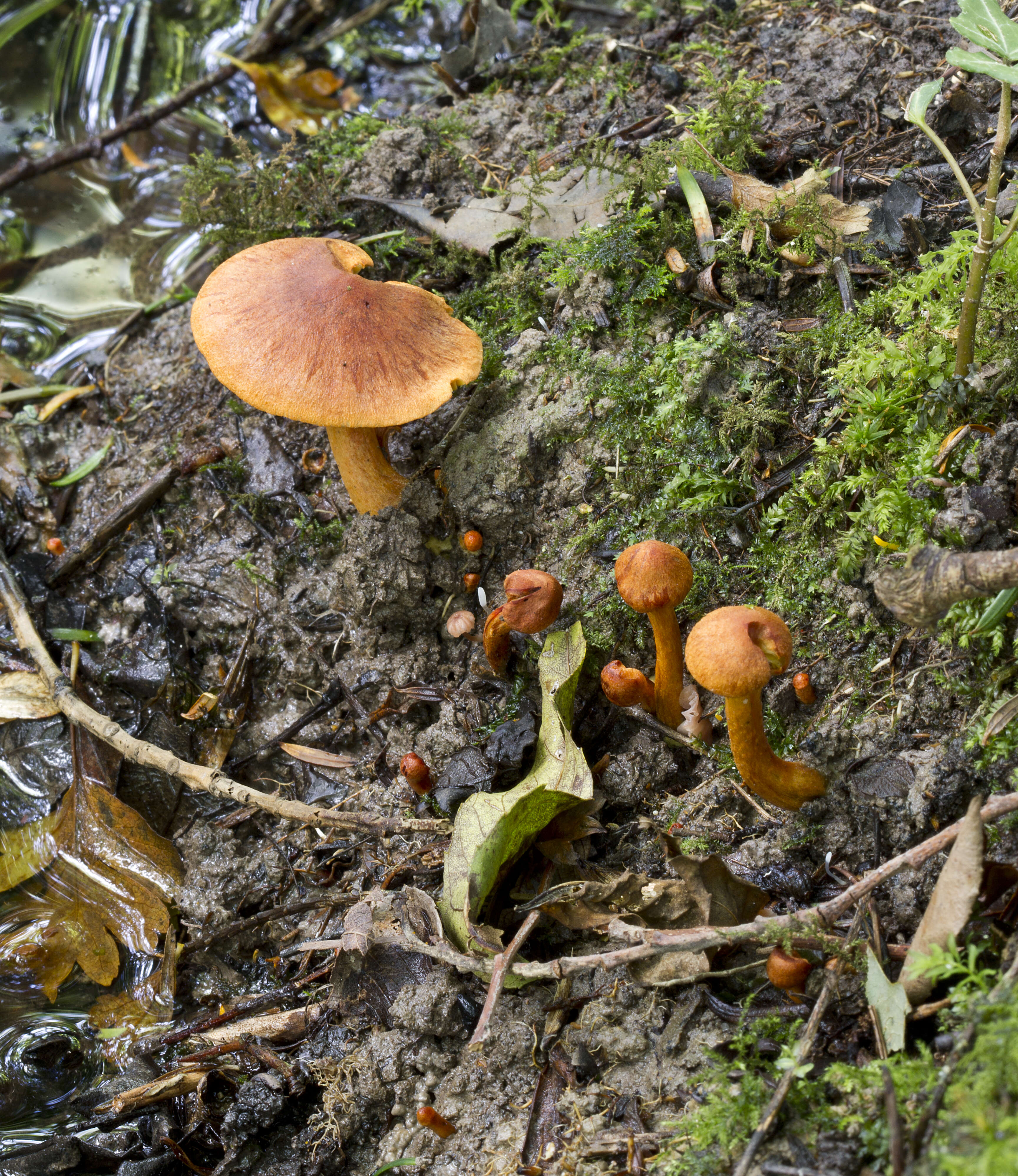 Image of Tricholomopsis rutilans (Schaeff.) Singer 1939