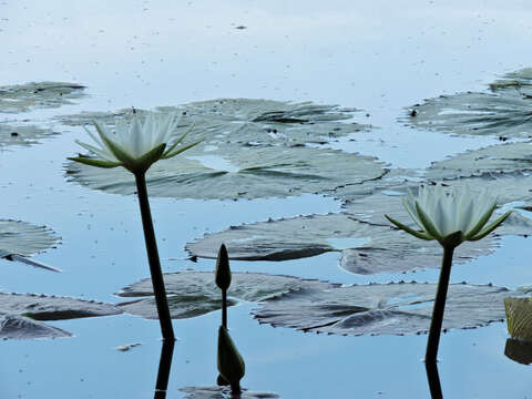 Image of Dotleaf waterlily