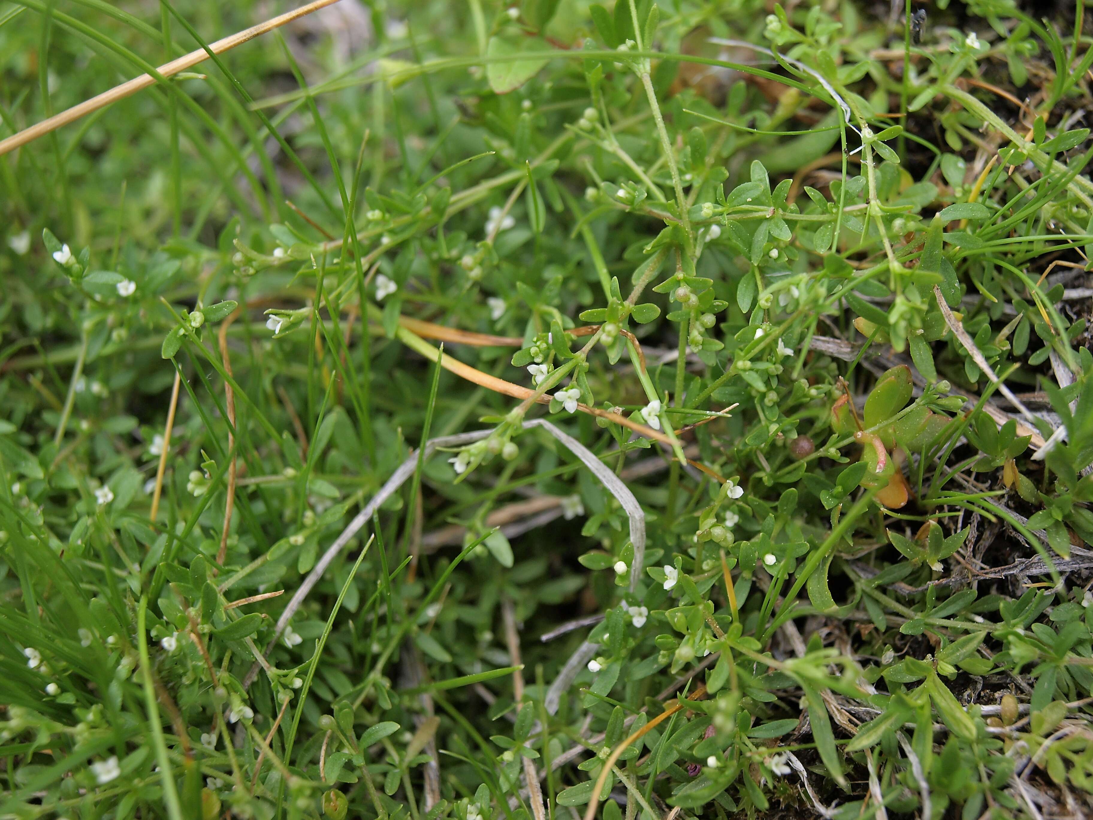 Слика од Galium trifidum L.