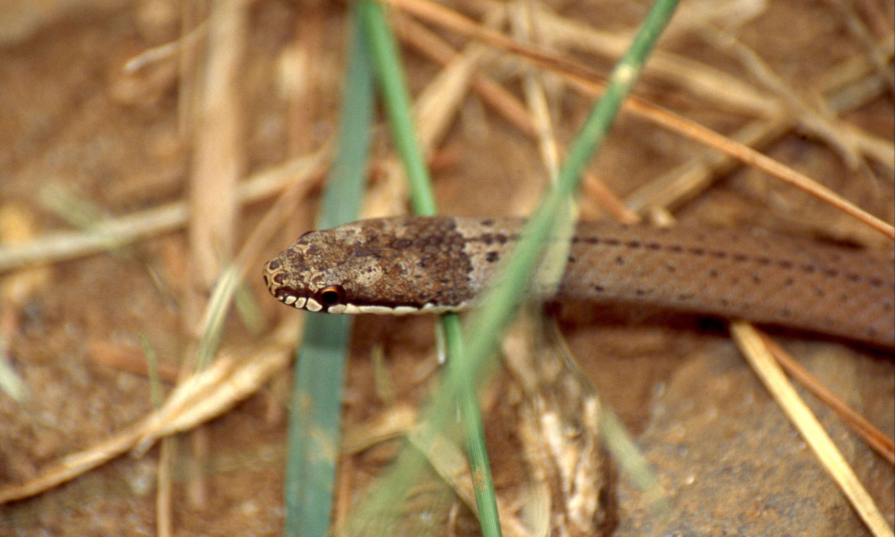 Image of Pseudoxyrhophiinae