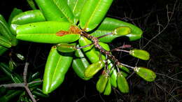 Image of Vochysia lucida C. Presl