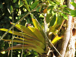 صورة Werauhia gladioliflora (H. Wendl.) J. R. Grant