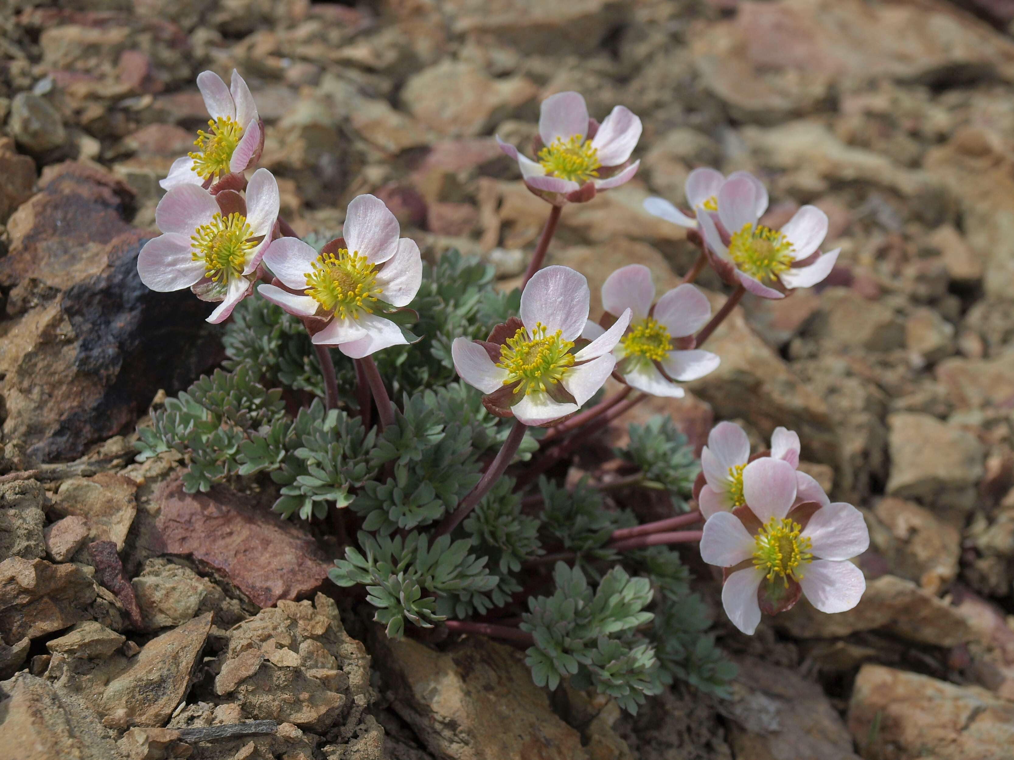 Image of Anderson's buttercup