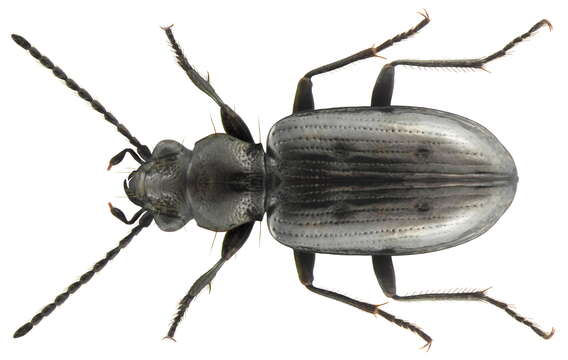 Plancia ëd Bembidion (Testedium) bipunctatum (Linnaeus 1760)