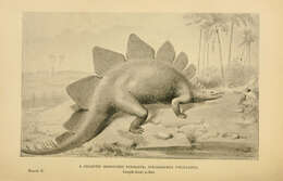 Sivun Stegosaurus ungulatus (Marsh 1879) kuva