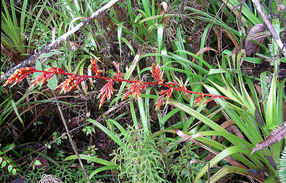 Image of tufted airplant