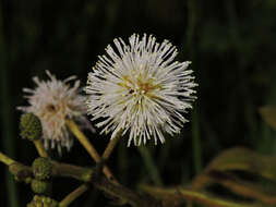 Plancia ëd Mimosa pigra L.