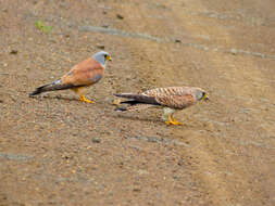 Image of Lesser Kestrel