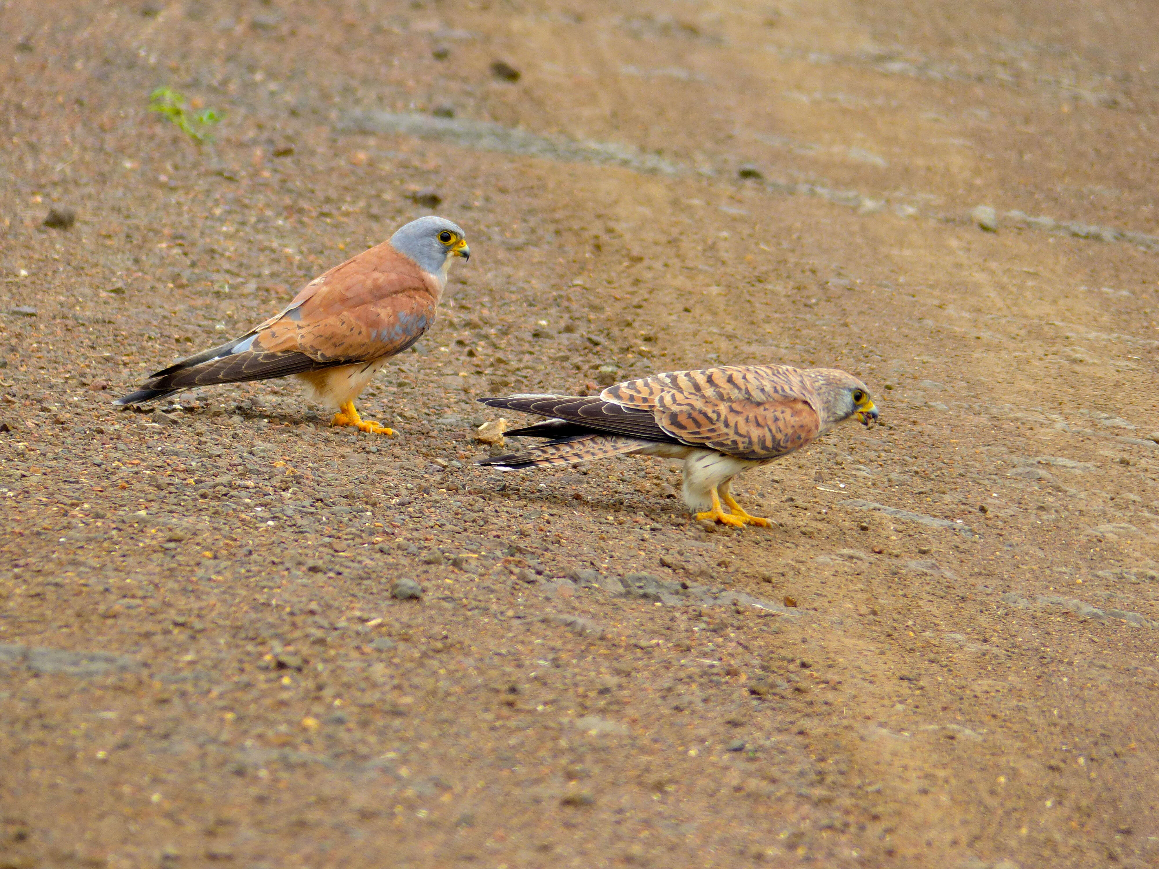 Image of Lesser Kestrel