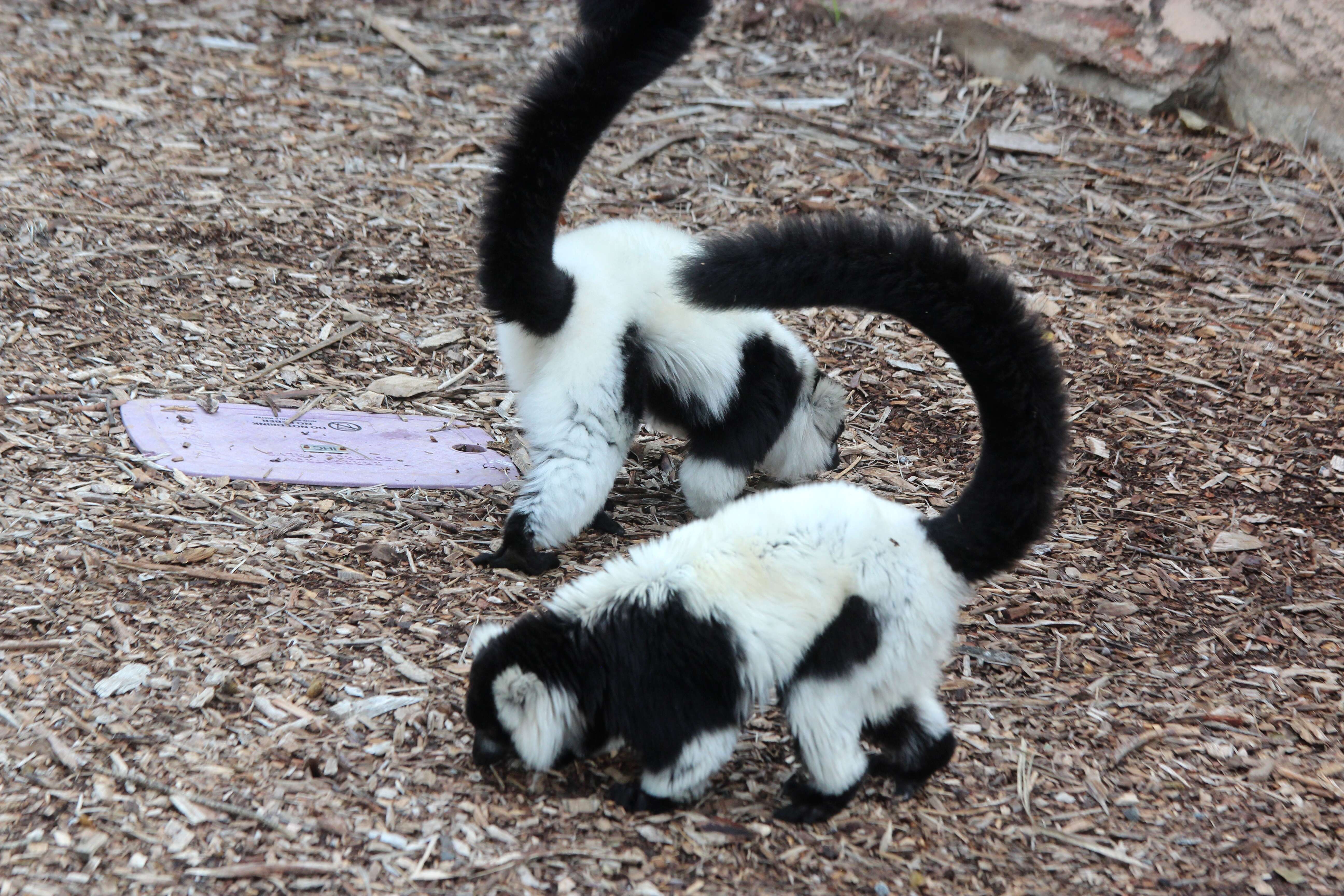 Image of Black-and-white Ruffed Lemur