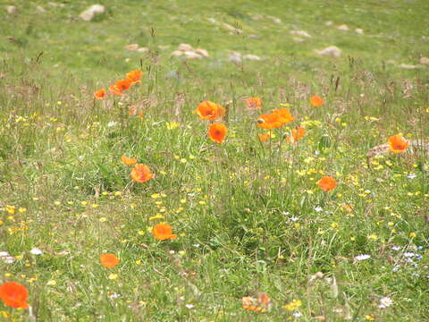 Image of Oriental poppy