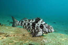 Image of Cockatoo fish