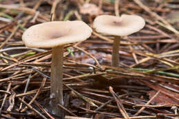 Image de Pseudoclitocybe obbata (Fr.) Singer 1962