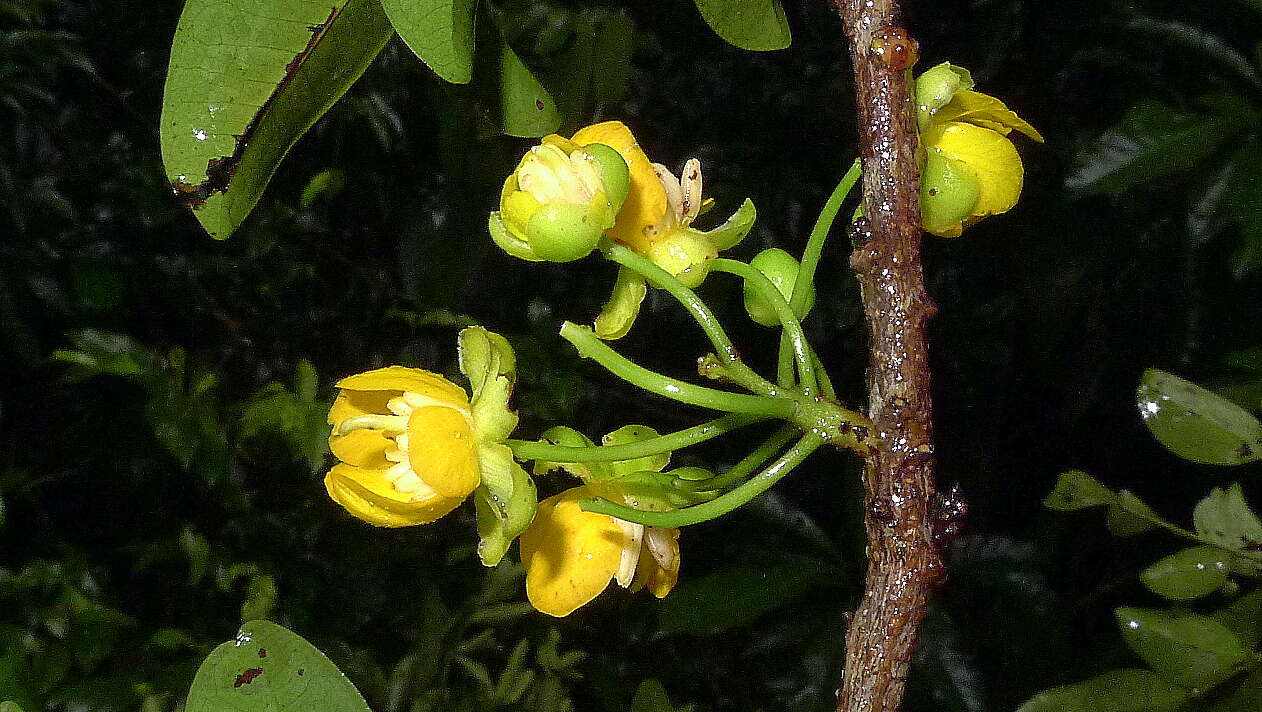 Image de Chamaecrista ensiformis (Vell.) H. S. Irwin & Barneby