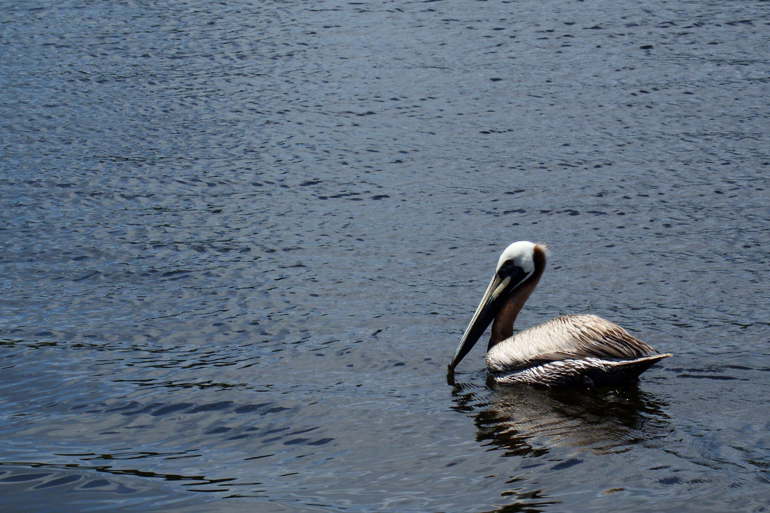 Image of Brown Pelican