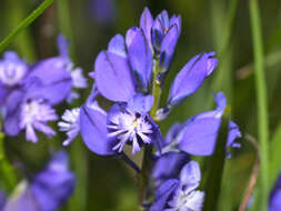 Image of Milkwort