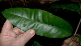 Image of Bunchosia acuminata F. H. Dobson