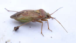 Image of Lygus Bugs