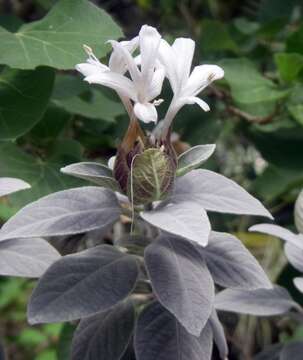 Imagem de Barleria albostellata C. B. Cl.