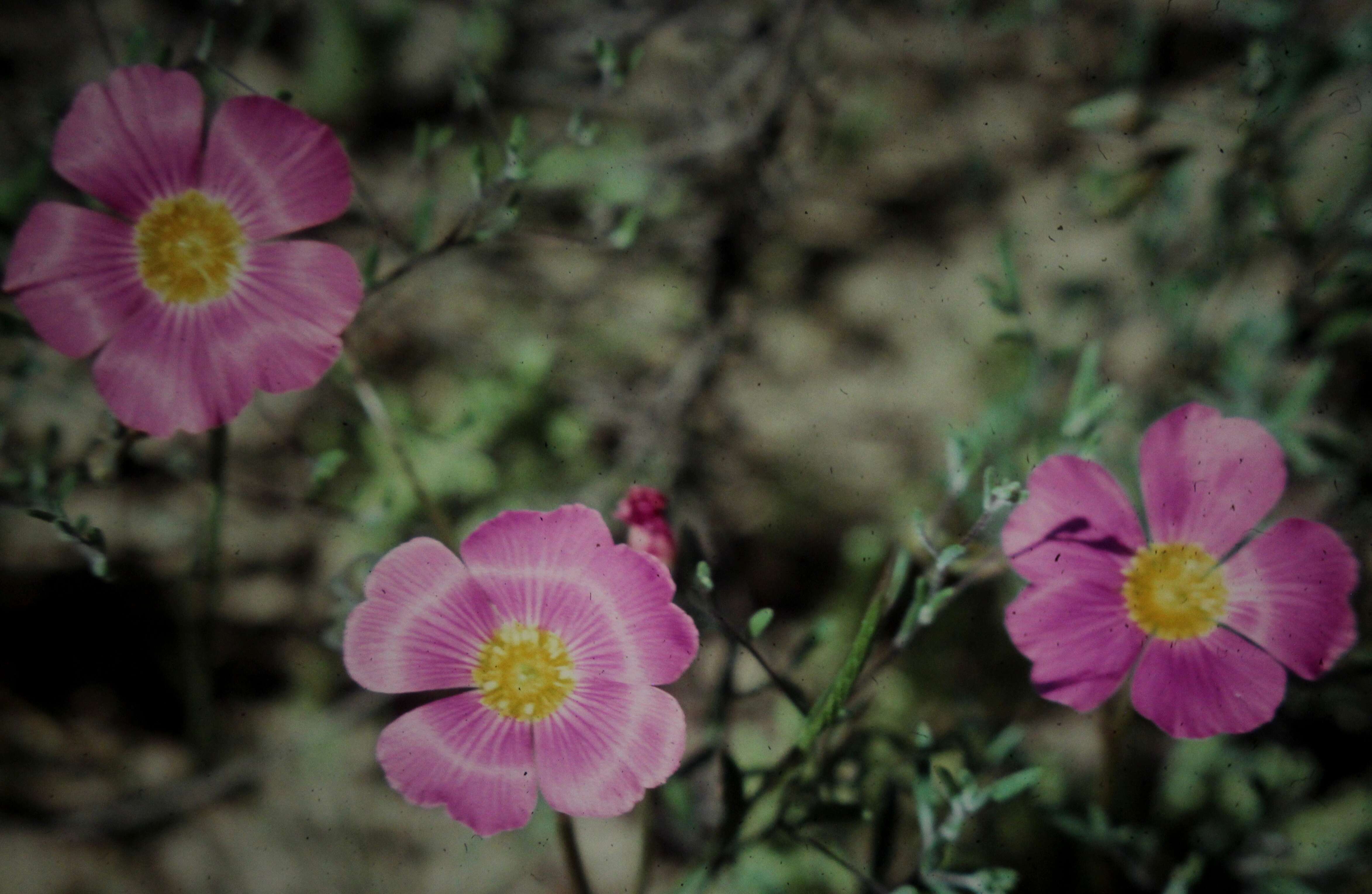 Слика од Calandrinia