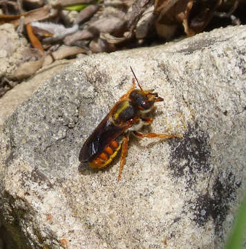 Imagem de Rhodanthidium Isensee 1927