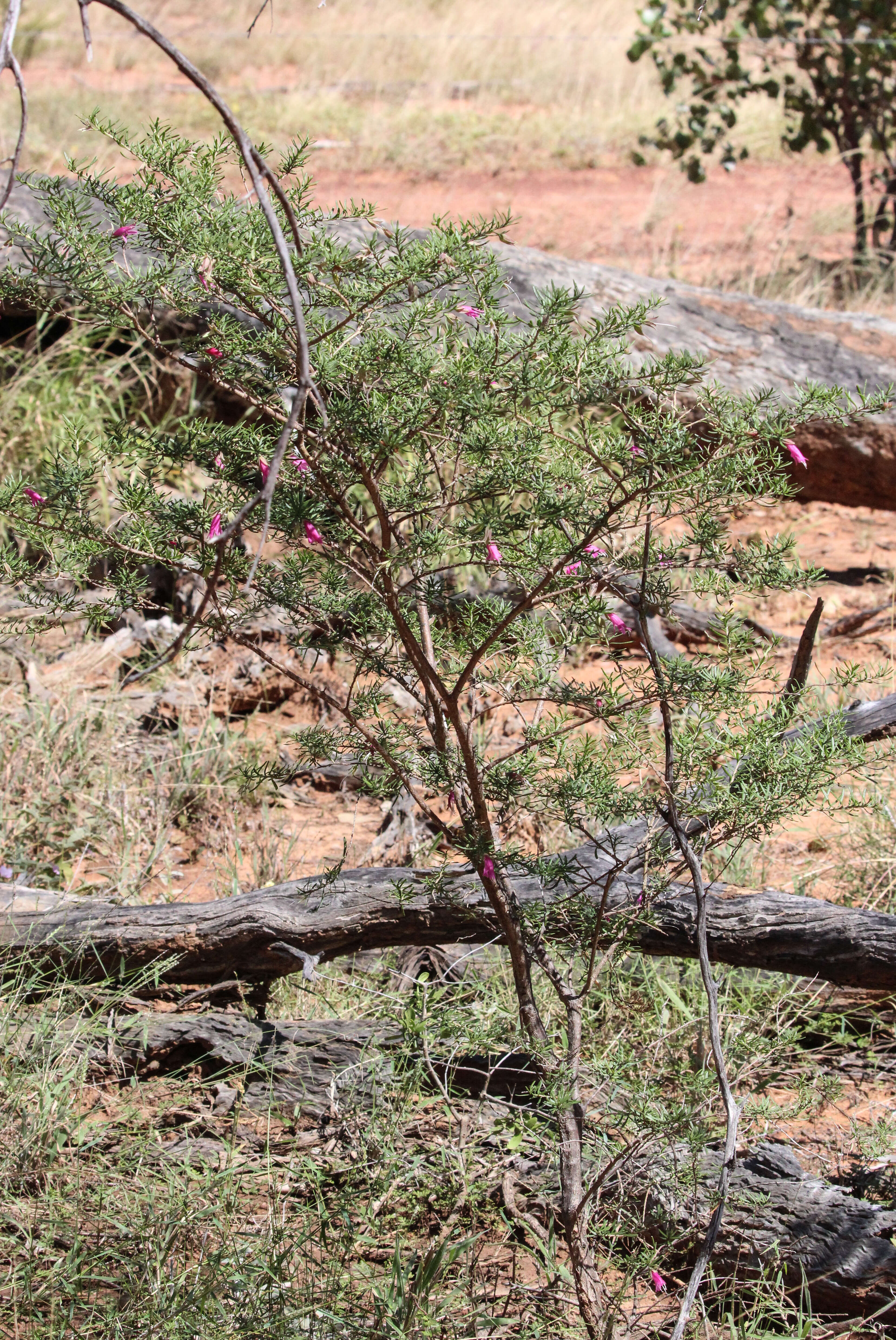 صورة Eremophila latrobei subsp. latrobei