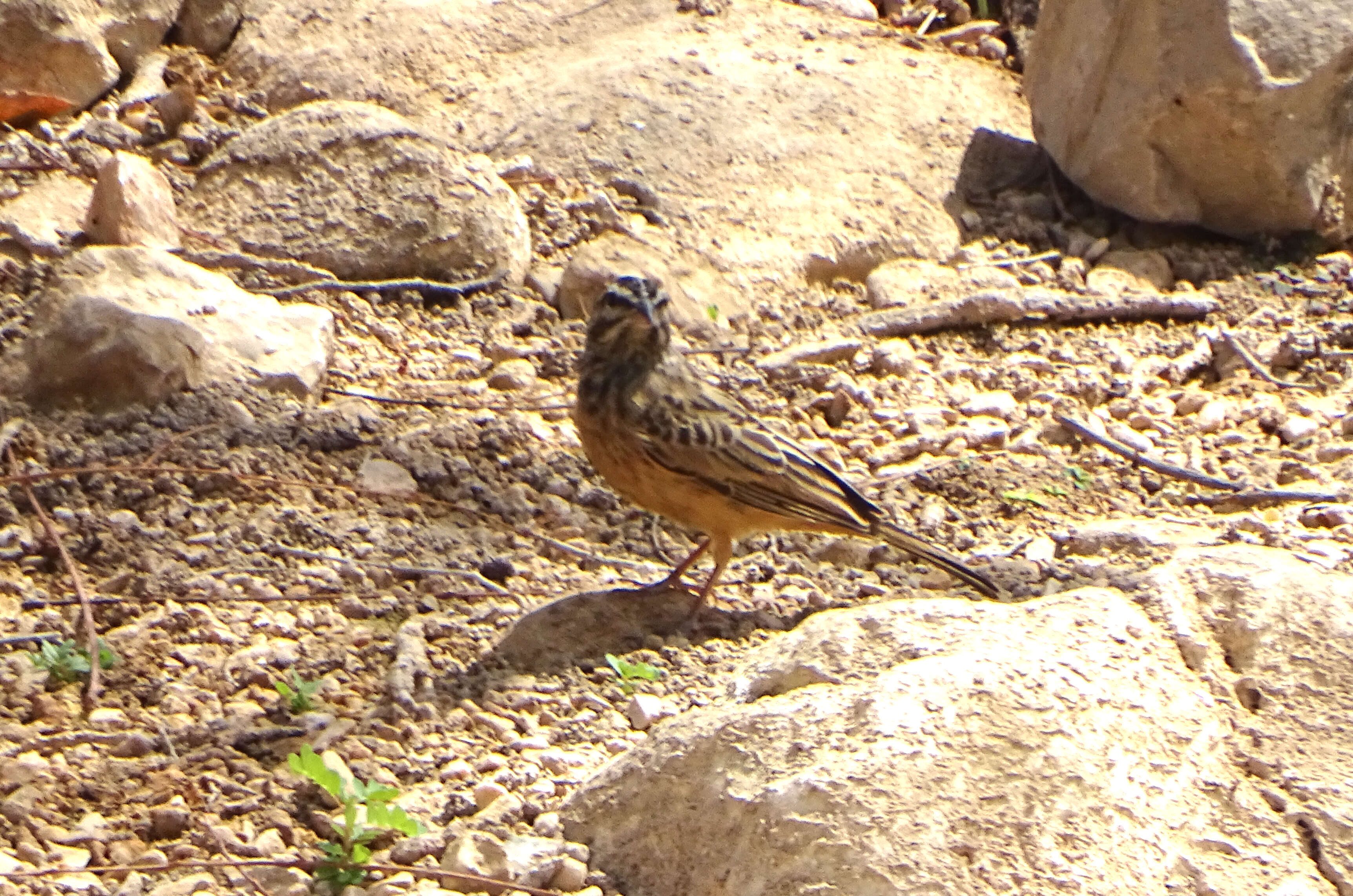 Image of House Bunting