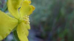 Image of Hibbertia obtusifolia DC.