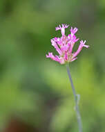 Image of Few-flowered Milkwort