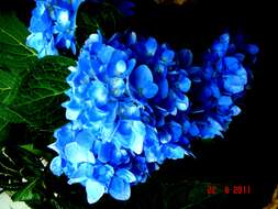 Image of hydrangea