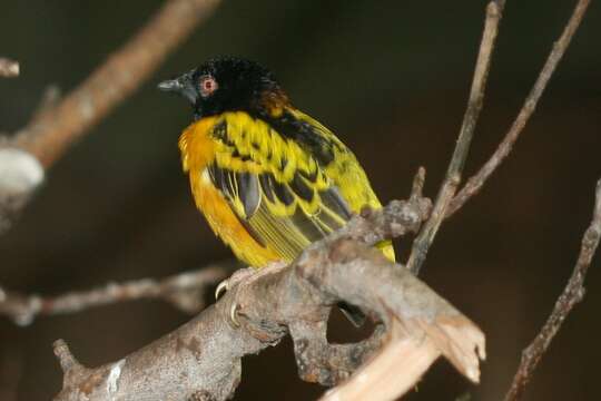 Image of Village Weaver