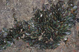 Image of mussels