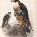 Image of Orange-breasted Falcon