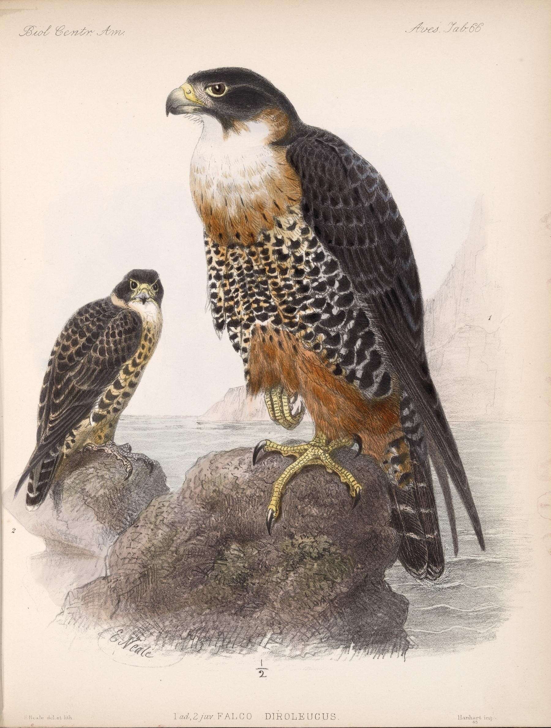 Image of Orange-breasted Falcon