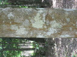 Image of milkwood