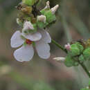 Image of yellowstem bushmallow