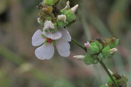 Image of yellowstem bushmallow