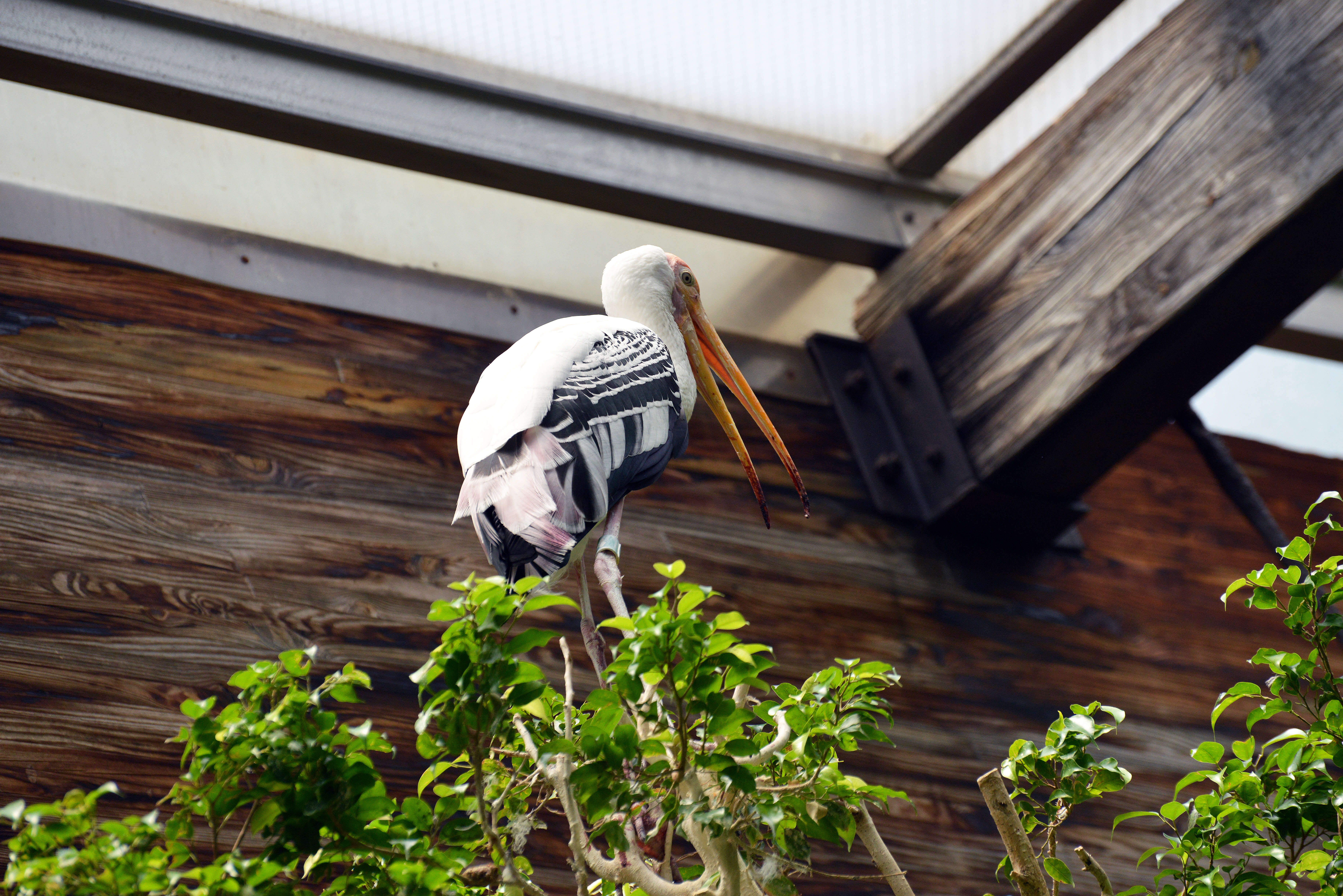 Image of Painted Stork