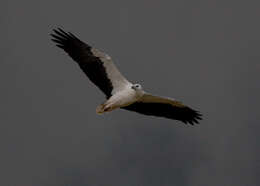 Image of Sea eagles