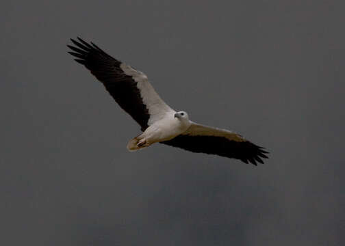 Image of White-bellied Sea Eagle