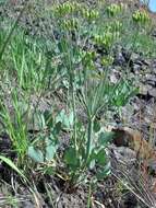 Imagem de Lomatium nudicaule (Pursh) Coult. & Rose