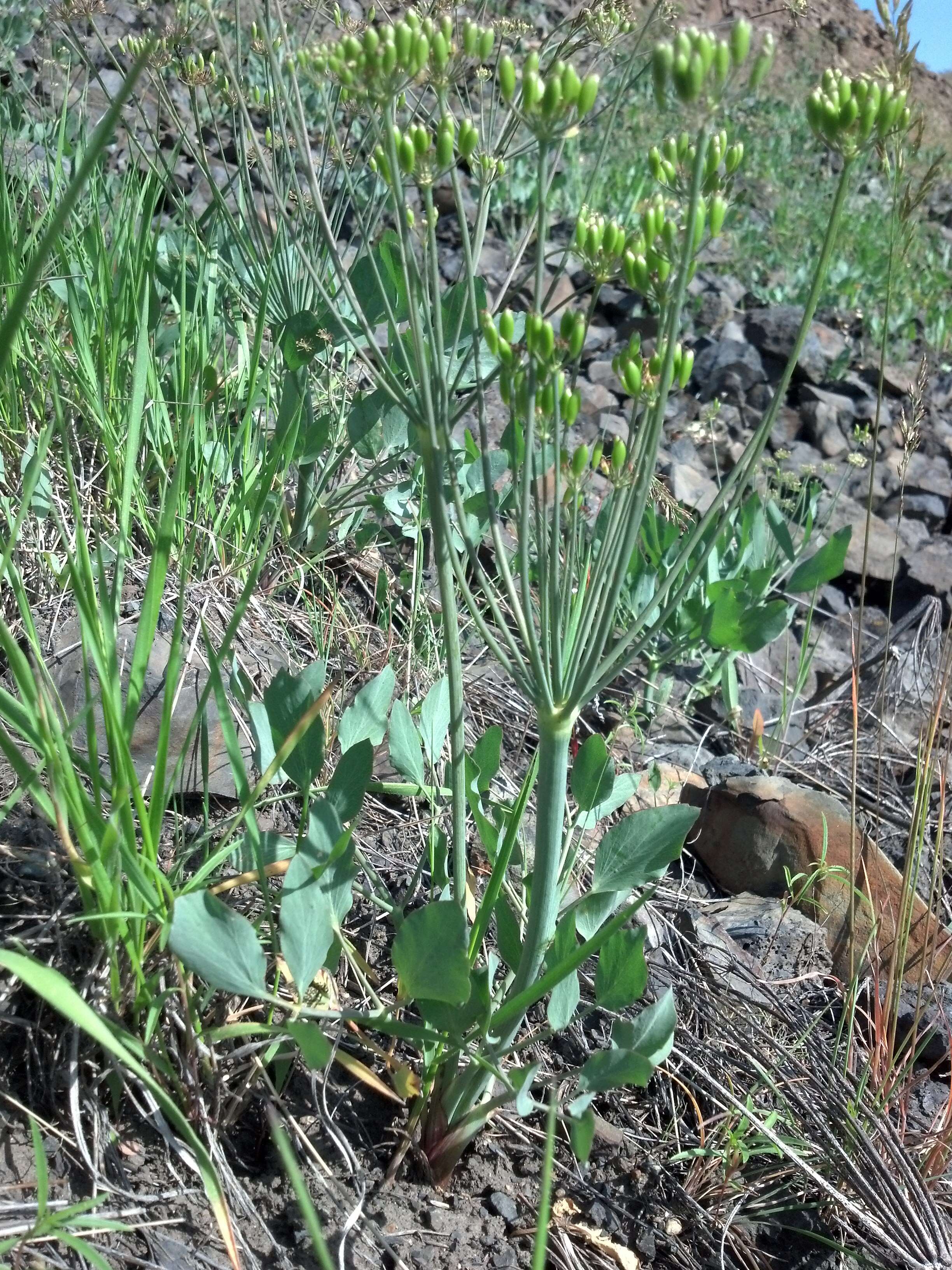 Imagem de Lomatium nudicaule (Pursh) Coult. & Rose