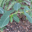Image of Begonia angulata Vell.